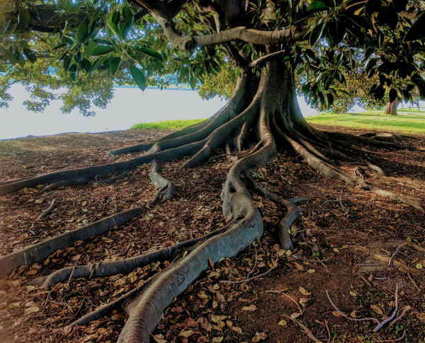 gray trunk green leaf tree beside body of water 762679
