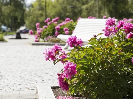 Koivupuisto KatjaLosonen 2014
