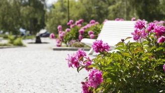 Koivupuisto KatjaLosonen 2014